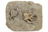 Two Fossil Crinoids (Cyathocrinites & Taxocrinus) - Crawfordsville #188700-1